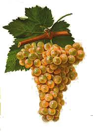 Pinot Grigio