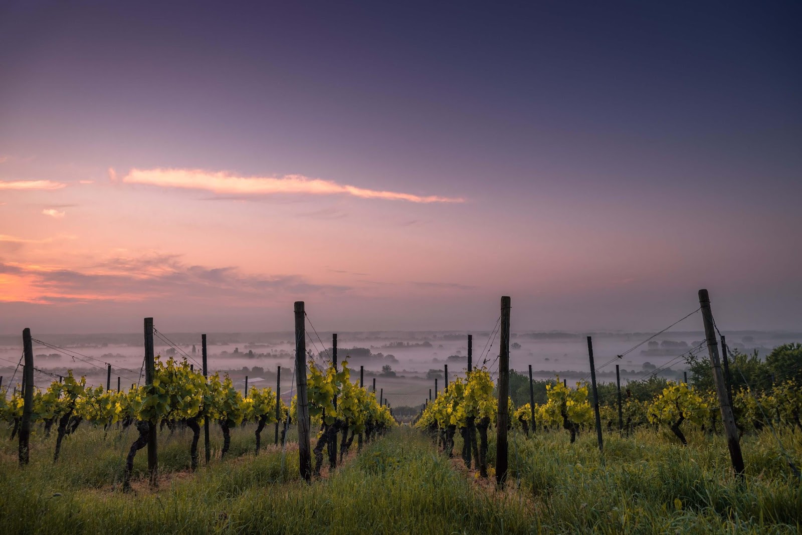 The Ultimate Guide to New Zealand's Wine Regions