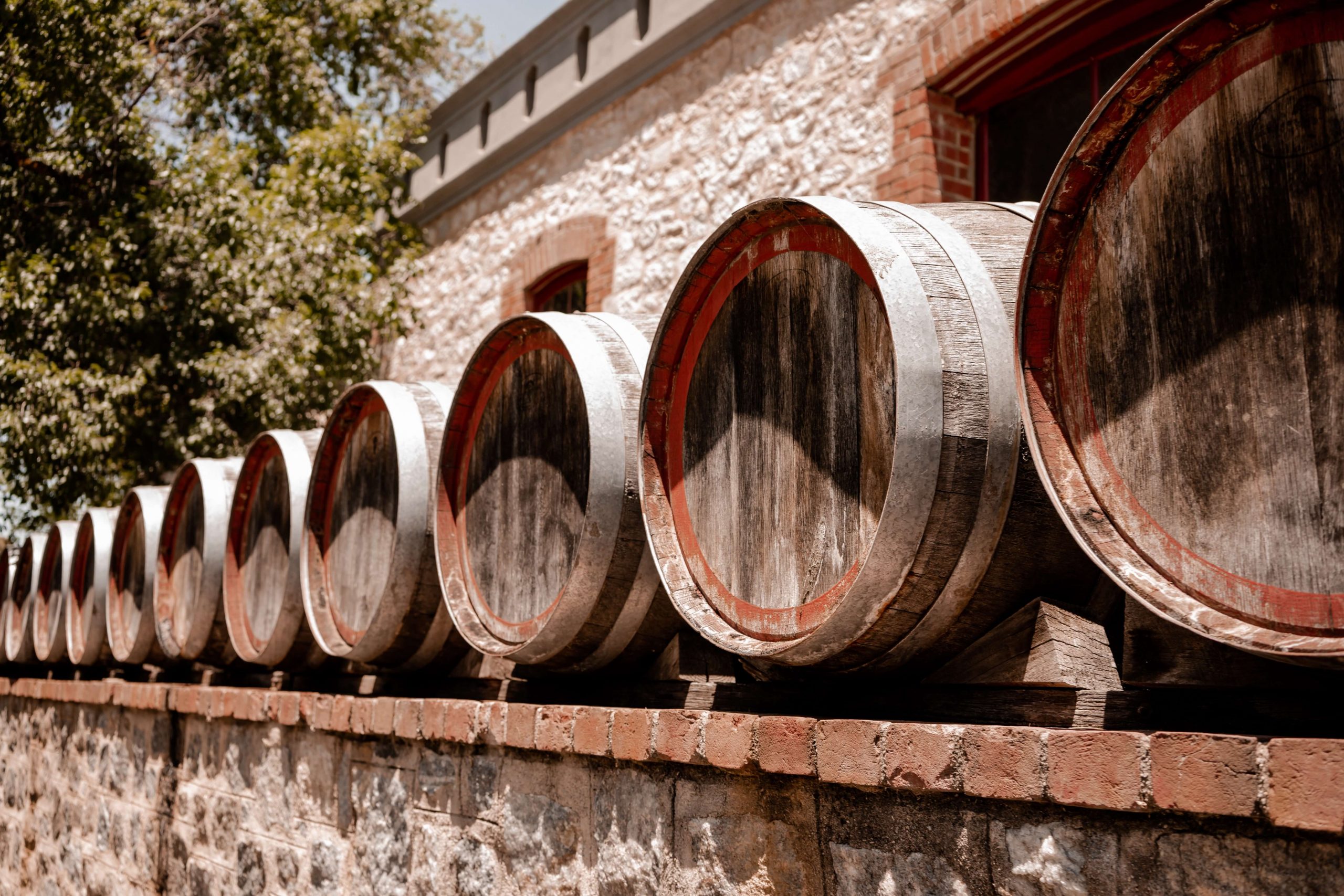 Chardonnay wine ageing in oak barrels. The only white wine that can stand up to the power of oak