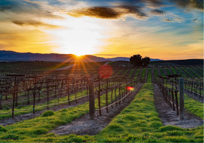 Vineyards in California wine regions are a sight to be seen and an experience to be savoured.