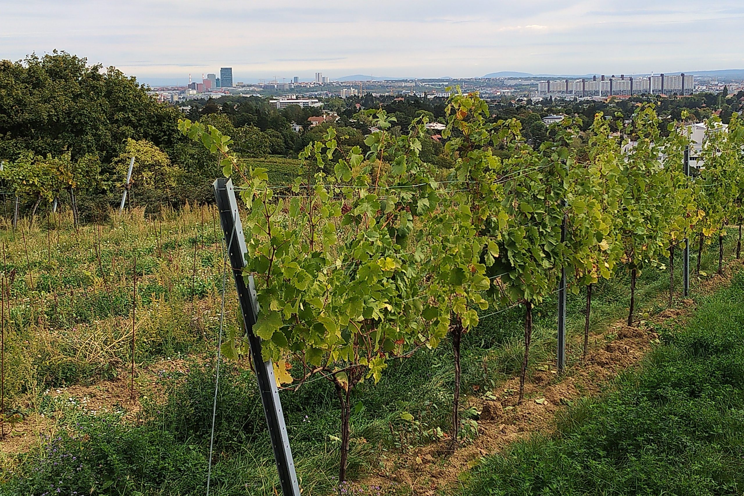 Vineyard in the city