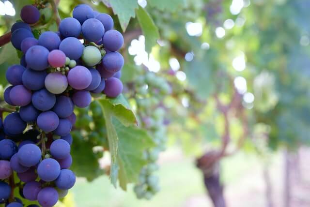 Tempranillo, the quintessential Spanish grape, is known for its thick skin and beautiful juxtaposition of both earthy and fruity characteristics.