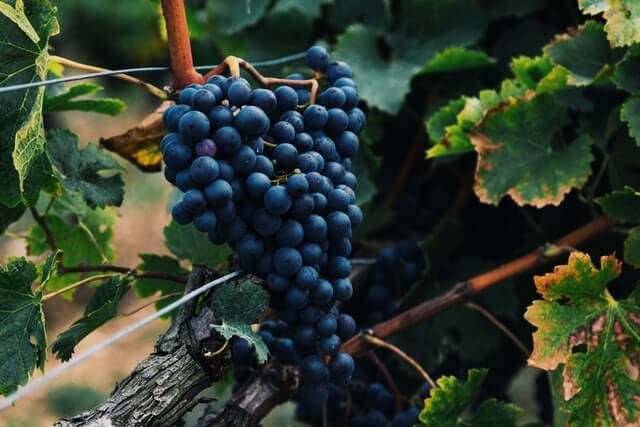 Chilean wine is characterized not only by its rich and bold red grape varietals but also, its crisp and fruit-forward white grapes, offering something for everyone.