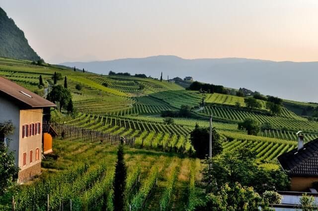 An image depicting a rolling hillside covered in vineyards.