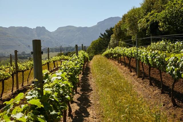 An image of a grape vineyard surrounded by rolling hills and mountains